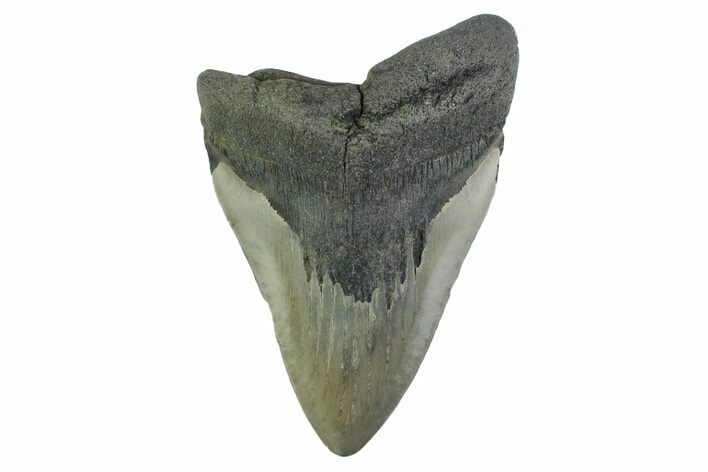 Fossil Megalodon Tooth - Georgia #338670